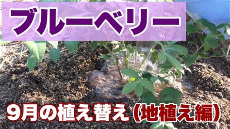 ブルーベリー 土壌水分計|ブルーベリーの植えつけ・植え替えに適した土の作り .